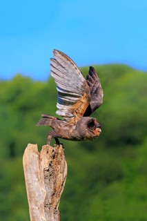 Sao Tome Barn Owl