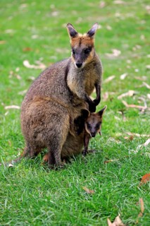 Agile wallaby