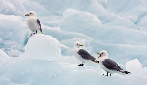 Larus tridactylus