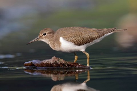 Common sandpiper