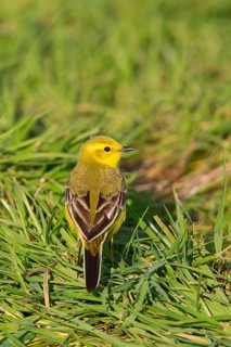 Western yellow wagtail