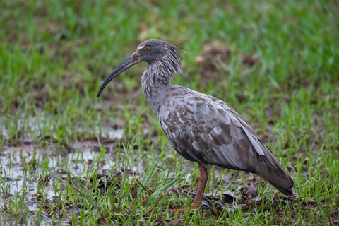 Plumbeous plumbeous ibis
