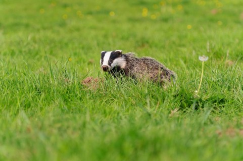 Eurasian Badger