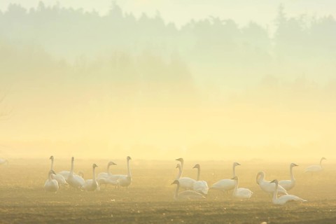 Trumpeter Swan