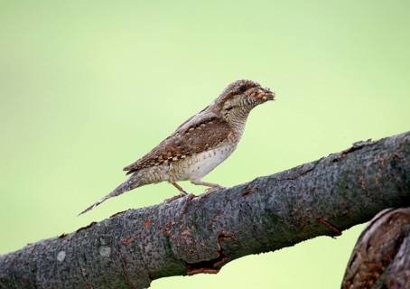 Eurasian eurasian wryneck