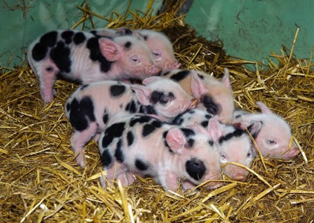 Domestic Pig