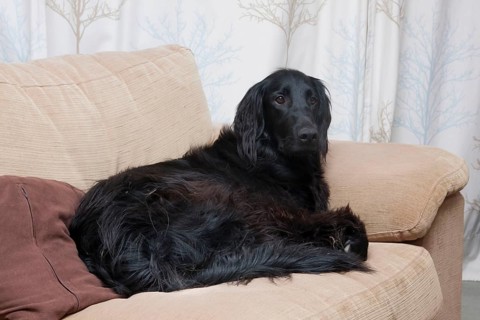 Domestic dog