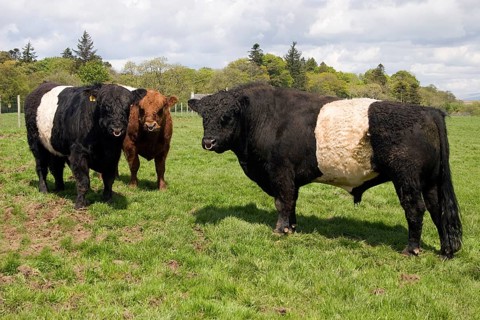 Domestic cattle