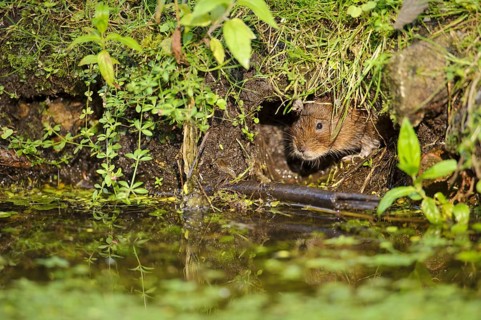 Eastern vole
