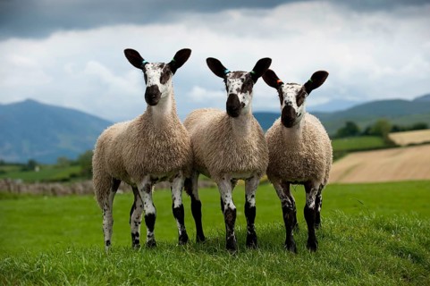 Domestic Sheep