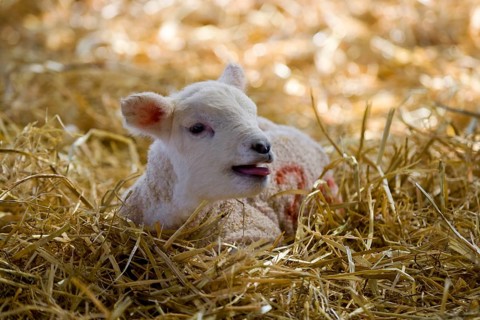 Domestic sheep