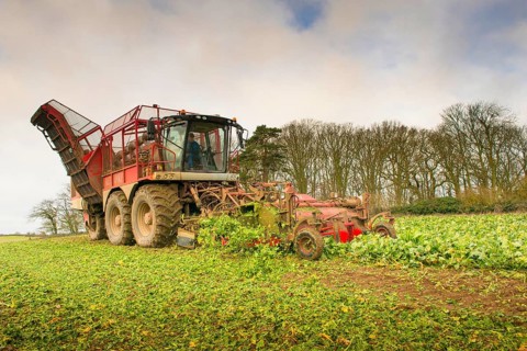 Sugar Beet