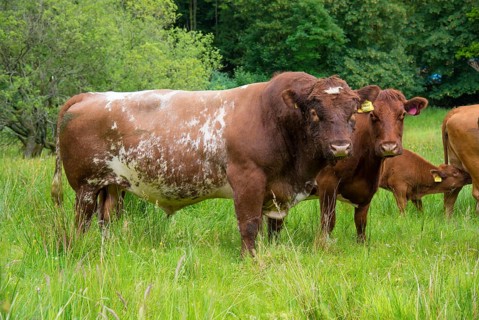 Domestic cattle