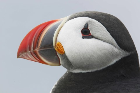 Atlantic Puffin