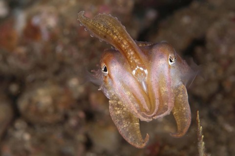 Broadclub cuttlefish