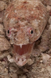 Snake Eel