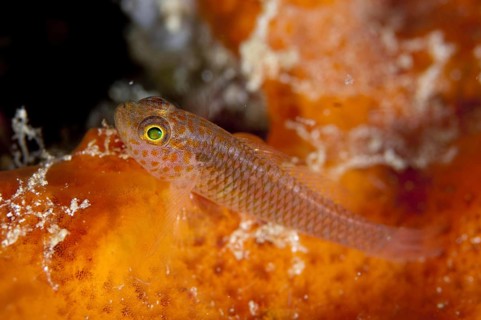 Meshed Dwarfgoby