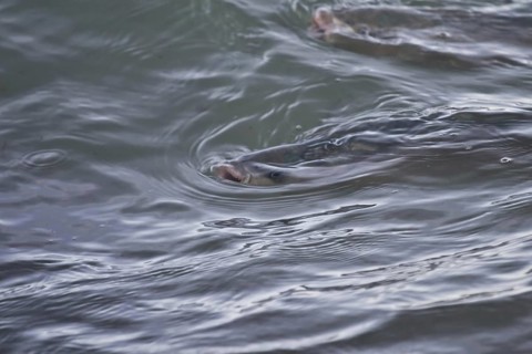 Thick-lipped Grey Mullet