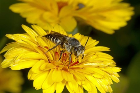 Cone bee