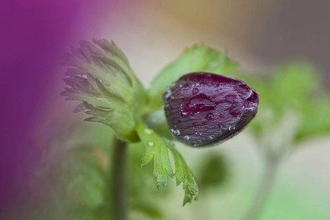 Poppy anemone