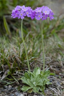Mealy Primrose