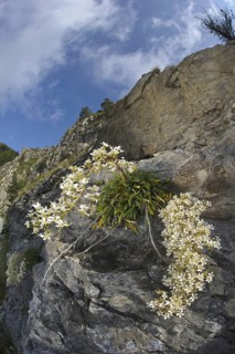 Ligurian saxifraga callosa