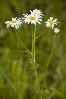 Chrysanthemum corymbosum