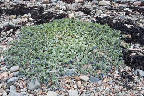 Flowering oysterleaf