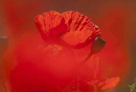 Corn Poppy