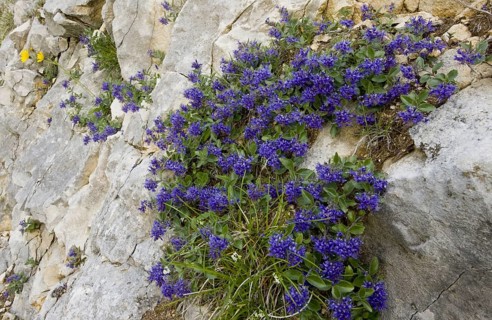 Blaues Maenderle