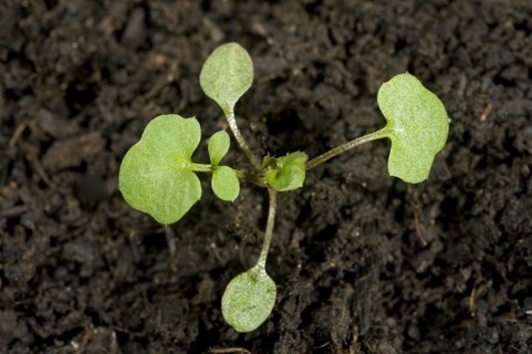 Hairy bittercress
