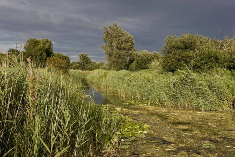 Common reed