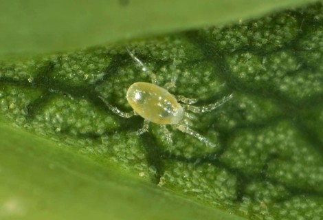 Phytoseiid mite