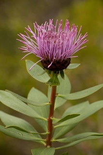 Stirling Ranges coneflower