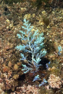 Magic seaweed