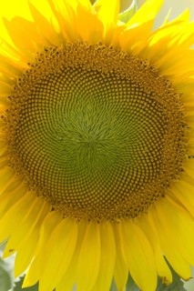 Sunflower head