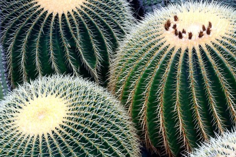 Gold ball cactus