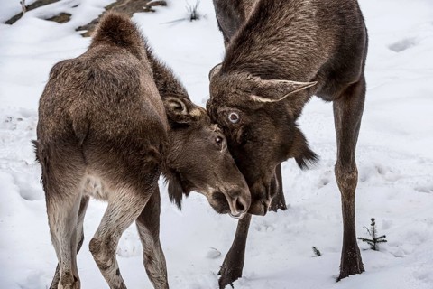 Moose