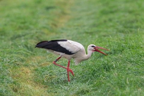 White stork