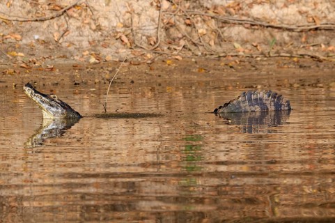 Yacare caiman
