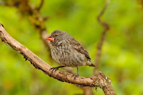 Woodpecker Finch