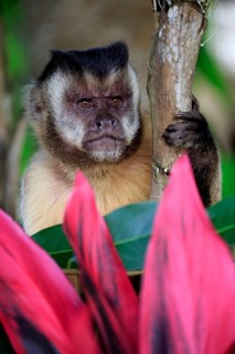 Tufted capuchin
