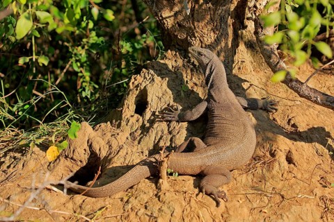 Bengal bengal monitor