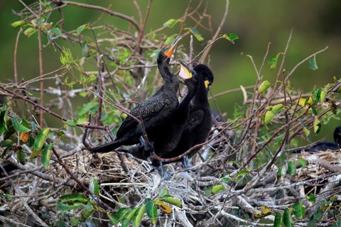 Olivaceous cormorant