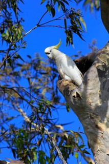 Sulphur-crested cockatoo