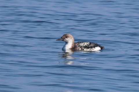 Black-throated loon