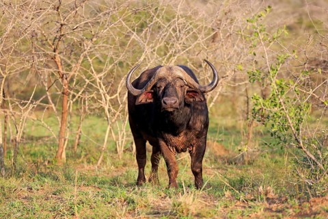 African buffalo