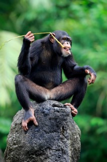 Chimpanzee