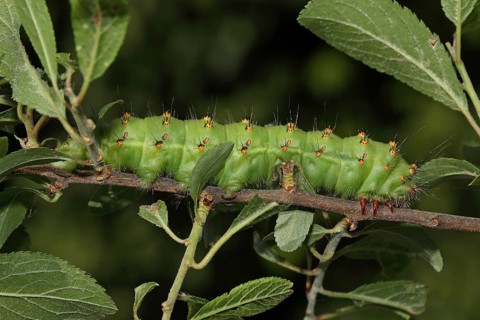 Emperor moth