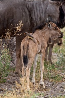 Yellow-billed oxpecker on the back of a wildebeest calf